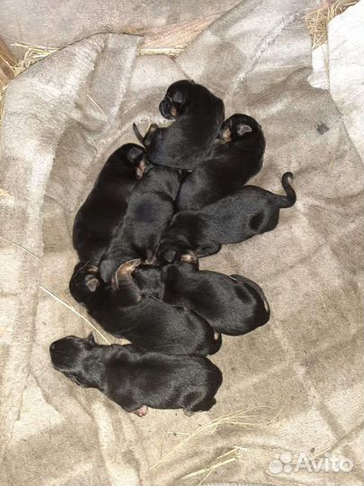 Собаки щенки немецкая овчарка