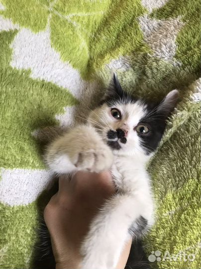 Котята бесплатно