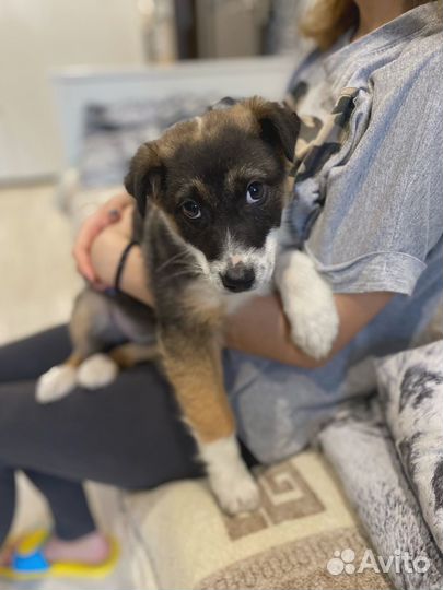 Щенок в добрые руки