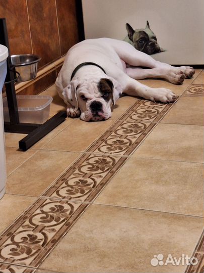 Американский булли