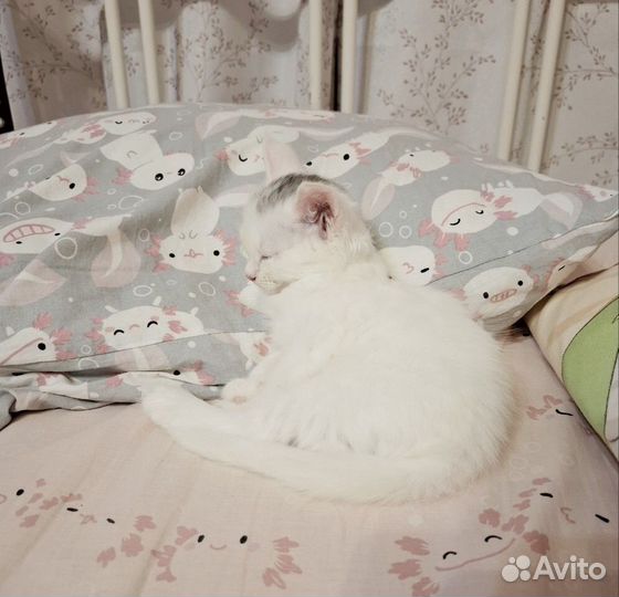Котенок девочка в добрые руки