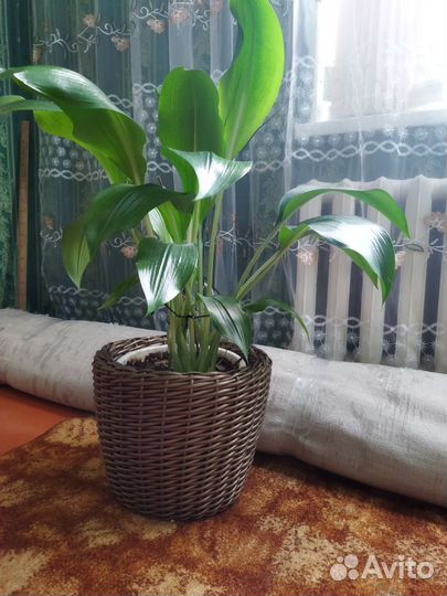 Корзина плетеная из ротанга