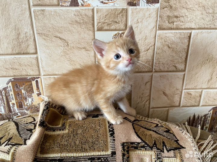 Котята