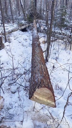 Валка деревьев