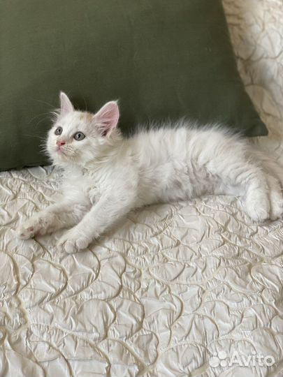 Котенок мальчик