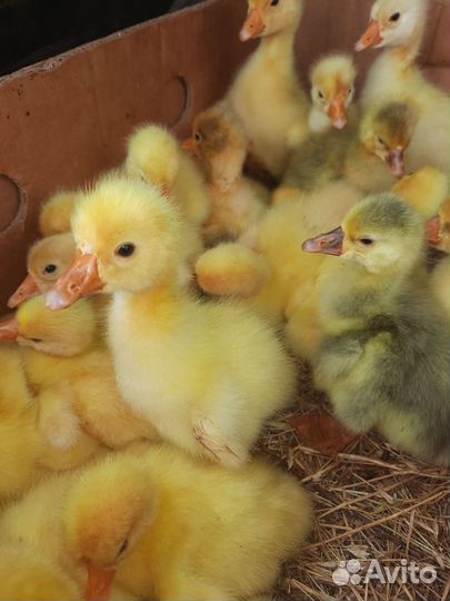Гусята оптом