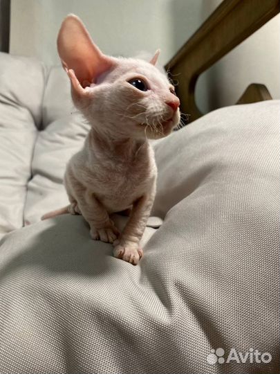 Котята сфинкс браш