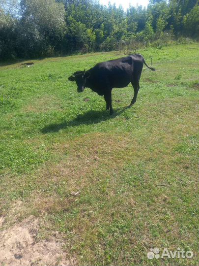 Телка (красногорбатовская + голштин)