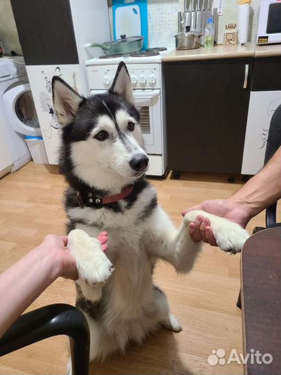 Передержка собак и кошек