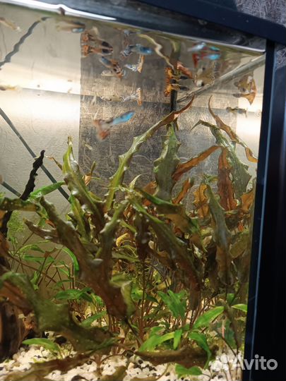 Аквариумные рыбки гуппи