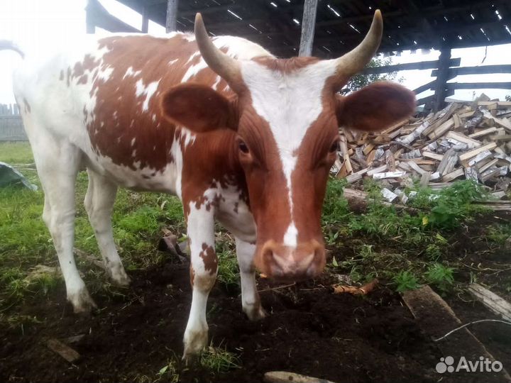 Нетель айширской породы 1.6 года