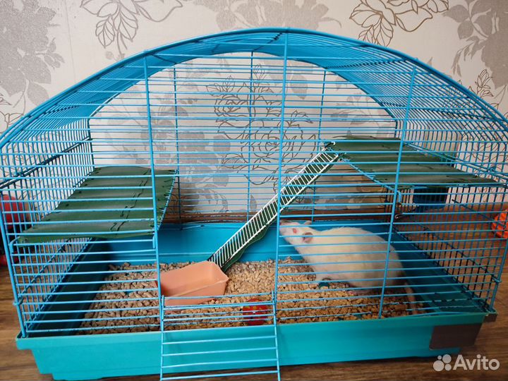 Крыса с клеткой