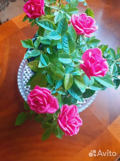 Миниатюрная цветущая роза для подарка