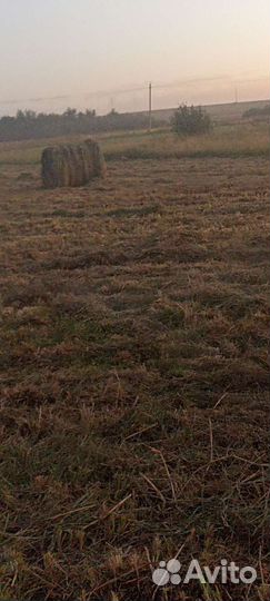 Сено в тюках