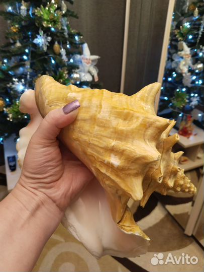 Большая морская раковина