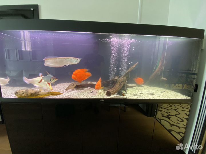 Консультация аквариумиста