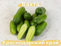 Упаковщик овощей. Вахта 15/20 смен с проживанием
