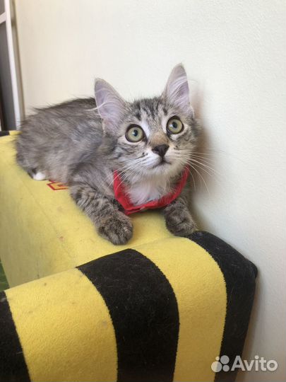 Отдам котика супер -3 мес