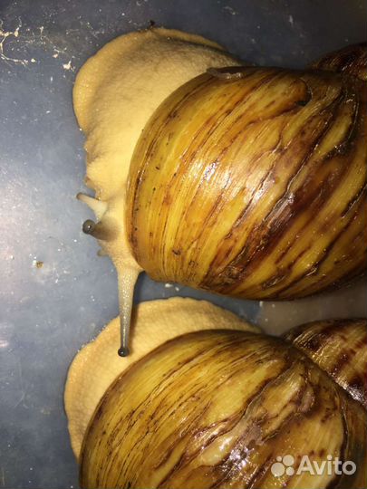 Улитки ахатины и архахатины