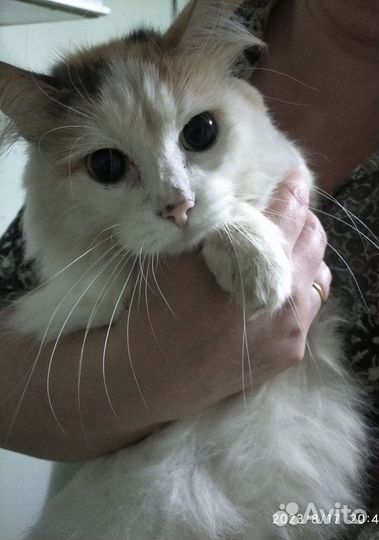 Кошечка Мурка в добрые руки