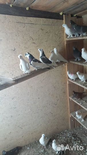 Бойные голуби