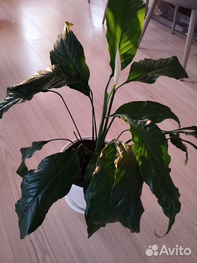 Спатифиллум