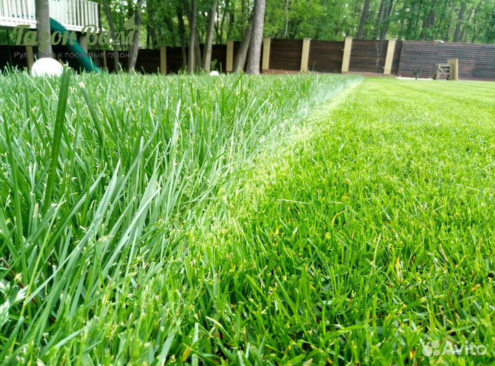 Укладка рулонного газона