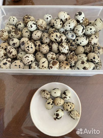 Яйца перепелиные домашние