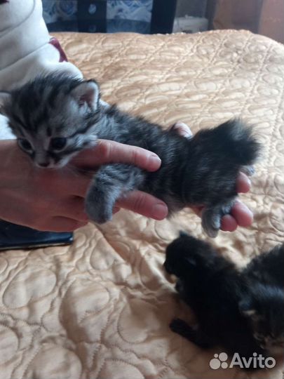 Курильский бобтейл