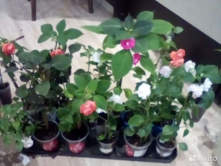 Комнатные цветы