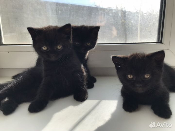 Британские котята