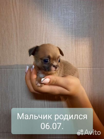 Щенки чихуахуа