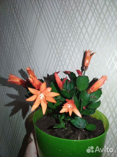 Рипсалидопсис (пасхальник) летний декабрист