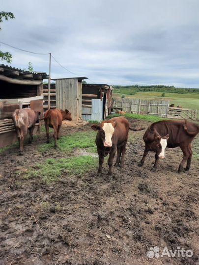 Бычки и телята