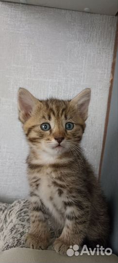 Котенок в добрые руки