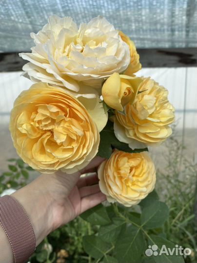 Кустовые розы саженцы