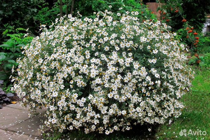 Биденс в ассортименте