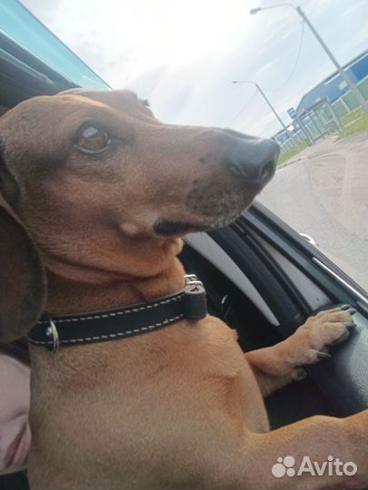 Вязка такса