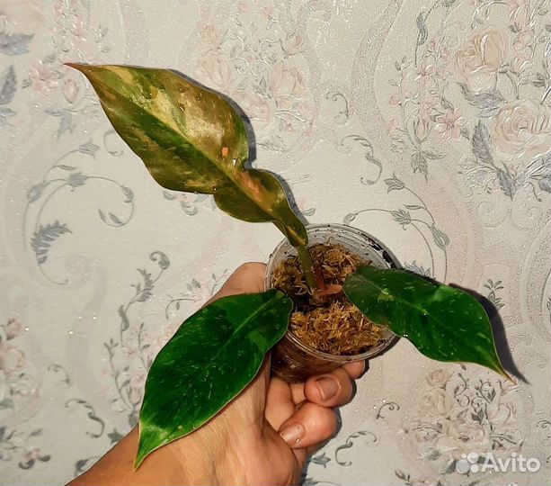 Филодендрон