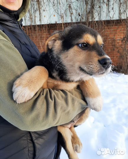 Щенки метисы