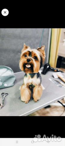 Стрижка собак и кошек.Удаление зубного камня