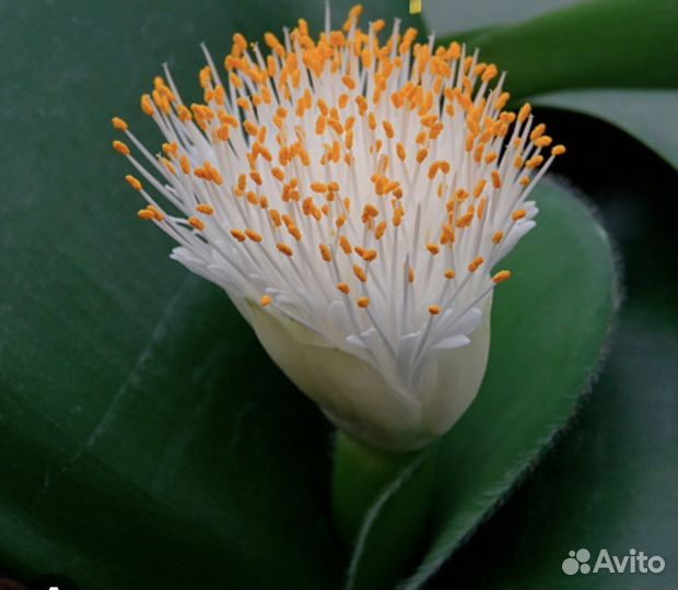 Олений язык, гемантус - редкое растение