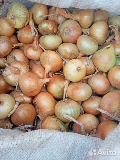 Продам лук севок оптом