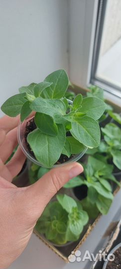 Рассада петунии