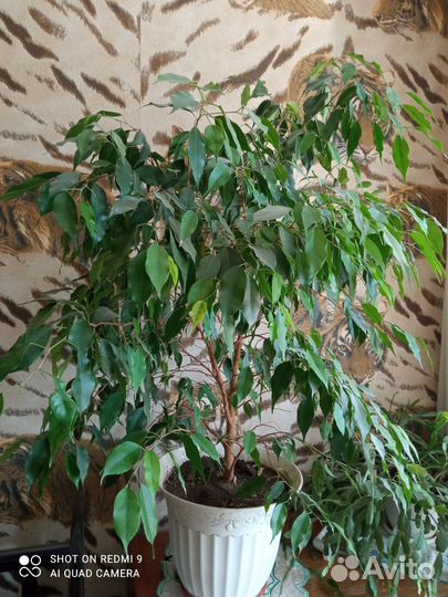 Фикус бенджамина