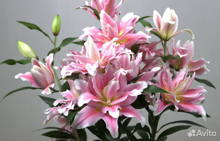 Цветы на первый учебный день