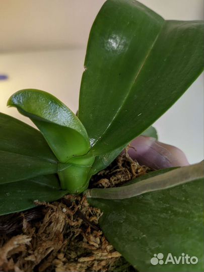 Орхидея фаленопсис Eddy Red Wine