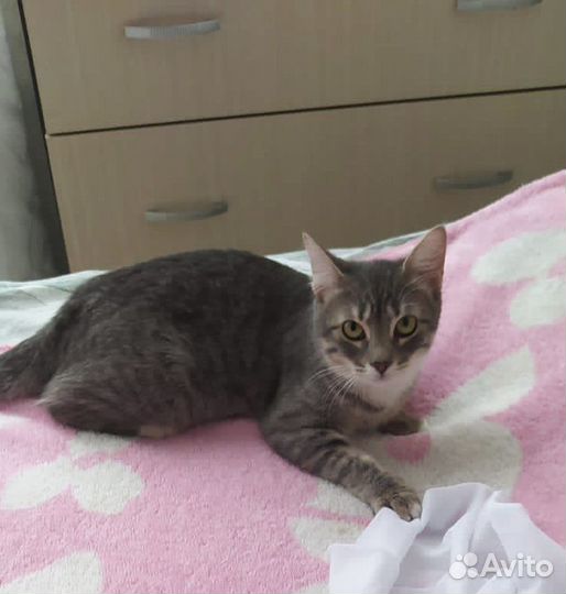 Кошка, девочка