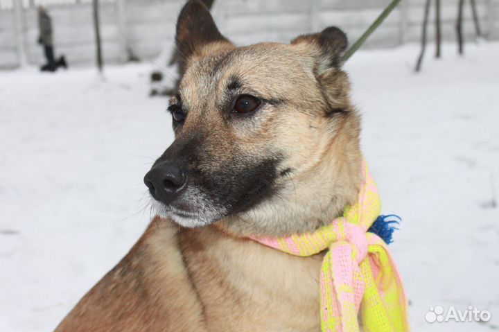 Собака из приюта в поиске любящей семьи