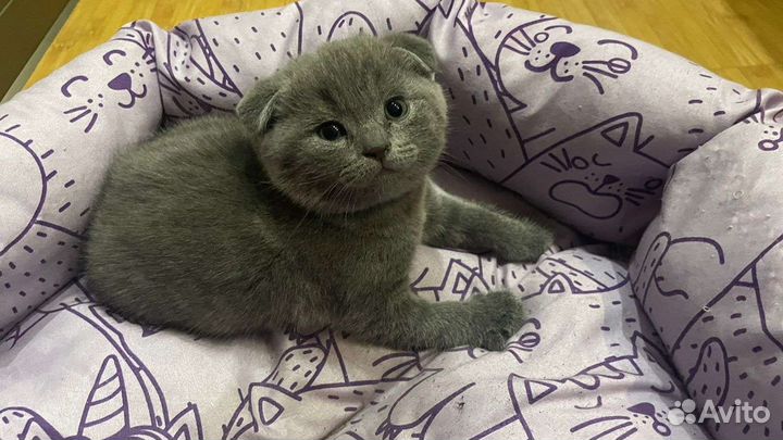 Британская